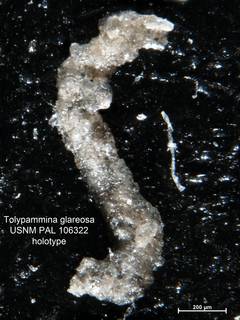 To NMNH Paleobiology Collection (Tolypammina glareosa PAL106322 holo 1)