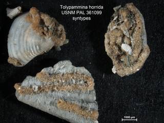 To NMNH Paleobiology Collection (Tolypammina horrida PAL361099  syn1)