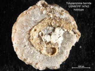 To NMNH Paleobiology Collection (Tolypammina horrida PP14742 holo 1)