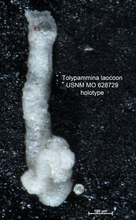 To NMNH Paleobiology Collection (Tolypammina laocoon MO628729 holo 1)