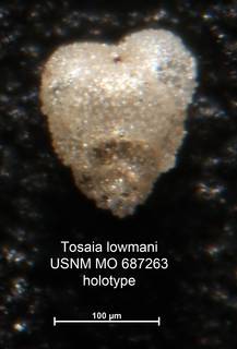 To NMNH Paleobiology Collection (Tosaia lowmani MO687263 holo 1)