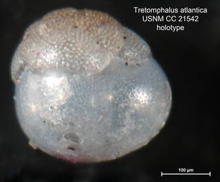 To NMNH Paleobiology Collection (Tretomphalus atlantica CC21542 holo 3)