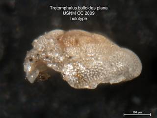 To NMNH Paleobiology Collection (Tretomphalus bulloides plana CC2809 holo2)