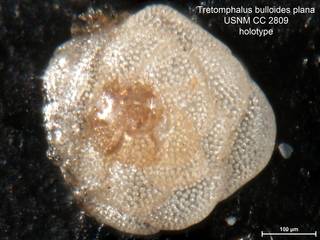 To NMNH Paleobiology Collection (Tretomphalus bulloides plana CC2809 holo1)