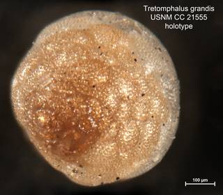To NMNH Paleobiology Collection (Tretomphalus grandis CC21555 holo 1)