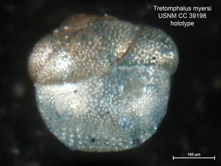 To NMNH Paleobiology Collection (Tretomphalus myersi CC39198 holo 2)