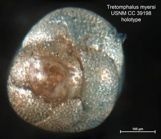 To NMNH Paleobiology Collection (Tretomphalus myersi CC39198 holo 1)