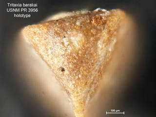 To NMNH Paleobiology Collection (Tritaxia barakai PR3956 holo 2)