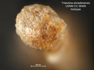To NMNH Paleobiology Collection (Tritaxilina almadenensis CC58495 holo 2)