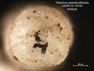 To NMNH Paleobiology Collection (Tritaxilina caperata atlantica CC19733 syn2)
