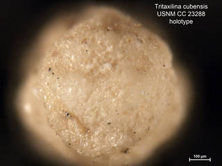 To NMNH Paleobiology Collection (Tritaxilina cubensis CC23288 holo 2)