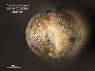 To NMNH Paleobiology Collection (Tritaxilina hantkeni CC23250 holo 2)