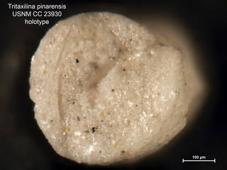 To NMNH Paleobiology Collection (Tritaxilina pinarensis CC23930 holo 2)
