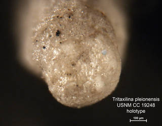 To NMNH Paleobiology Collection (Tritaxilina pleionensis CC19248 holo 2)