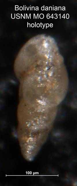 To NMNH Paleobiology Collection (Bolivina daniana MO 643140 holo side)