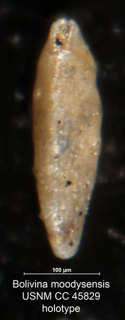 To NMNH Paleobiology Collection (Bolivina moodyensis CC 45829 holo side)
