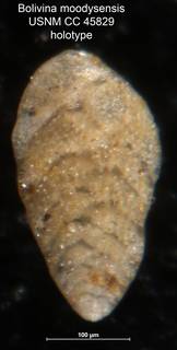 To NMNH Paleobiology Collection (Bolivina moodyensis CC 45829 holo)