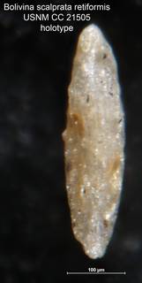 To NMNH Paleobiology Collection (Bolivina scalprata retiformis CC 21505 holo side)