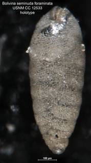 To NMNH Paleobiology Collection (Bolivina seminuda foraminata CC 12533 holo)
