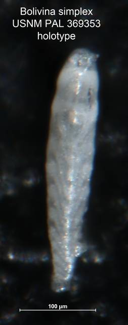 To NMNH Paleobiology Collection (Bolivina simplex PAL 369353 holo side)