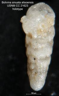 To NMNH Paleobiology Collection (Bolivina sinuata alisoensis CC 21623 holo side)