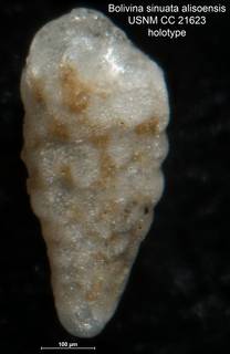 To NMNH Paleobiology Collection (Bolivina sinuata alisoensis CC 21623 holo)