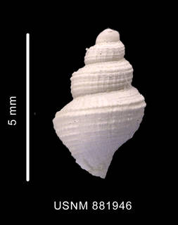 To NMNH Extant Collection (Falsitromina fenestrata (Powell, 1951) shell dorsal view)