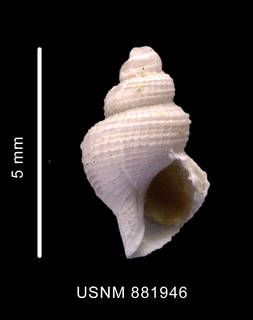To NMNH Extant Collection (Falsitromina fenestrata (Powell, 1951) shell ventral view)