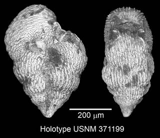 To NMNH Paleobiology Collection (IRN 3152050)