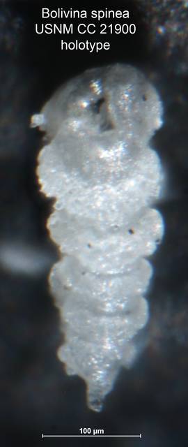 To NMNH Paleobiology Collection (Bolivina spinea CC 21900 holo side)