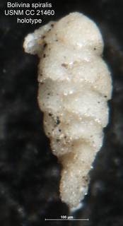 To NMNH Paleobiology Collection (Bolivina spiralis CC 21460 holo 2)