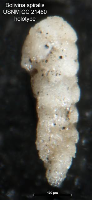 To NMNH Paleobiology Collection (Bolivina spiralis CC 21460 holo 1)