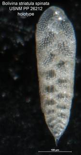 To NMNH Paleobiology Collection (Bolivina striatula spinata PP 26212 holo)