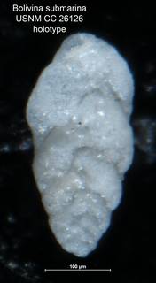 To NMNH Paleobiology Collection (Bolivina submarina CC 26126 holo)