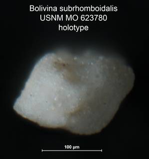 To NMNH Paleobiology Collection (Bolivina subrhomboidalis MO 623780 holo ap)