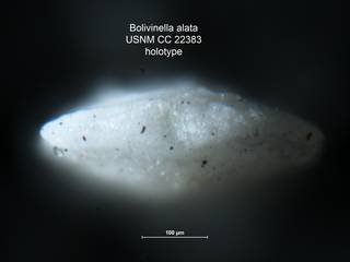 To NMNH Paleobiology Collection (Bolivinella alata CC 22383 holo ap)