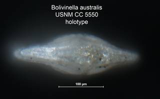 To NMNH Paleobiology Collection (Bolivinella australis CC 5550 holo ap)