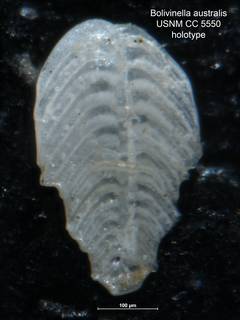 To NMNH Paleobiology Collection (Bolivinella australis CC 5550 holo)