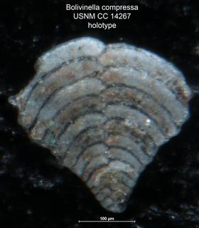 To NMNH Paleobiology Collection (Bolivinella compressa CC 14267 holo)