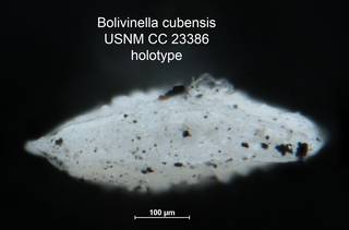 To NMNH Paleobiology Collection (Bolivinella cubensis CC 23386 holo top)
