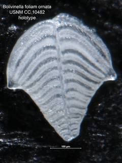 To NMNH Paleobiology Collection (Bolivinella foliam ornata CC 10482 holo)
