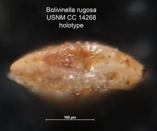 To NMNH Paleobiology Collection (Bolivinella rugosa CC 14268 holo 2)
