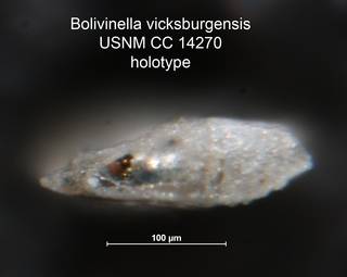 To NMNH Paleobiology Collection (Bolivinella vicksburgensis CC 14270 holo 2)