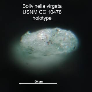 To NMNH Paleobiology Collection (Bolivinella virgata CC 10478 holo 2)