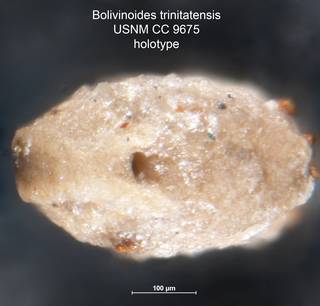 To NMNH Paleobiology Collection (Bolivinoides trinitatensis CC 9675 holo top)