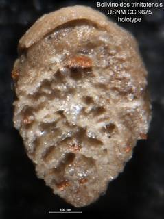 To NMNH Paleobiology Collection (Bolivinoides trinitatensis CC 9675 holo)