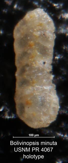 To NMNH Paleobiology Collection (Bolivinopsis minuta PR 4067 holo)