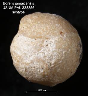 To NMNH Paleobiology Collection (Borelis jamaicensis PAL 338856 syn v1)