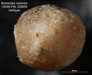 To NMNH Paleobiology Collection (Boreloides cubensis PAL 338958 holo end)