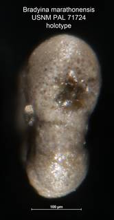 To NMNH Paleobiology Collection (Bradyina marathonensis PAL 71724 holo 2)